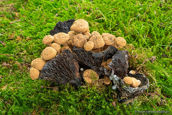 Paddenstoelen 2023-042