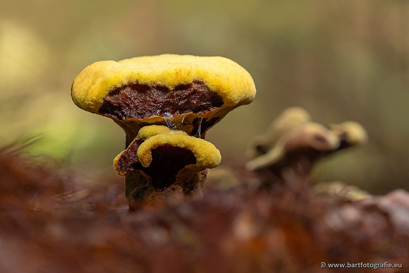 Paddenstoelen 2023-048