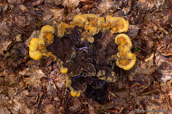 Paddenstoelen 2023-049