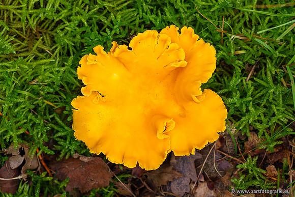 Paddenstoelen 2023-051