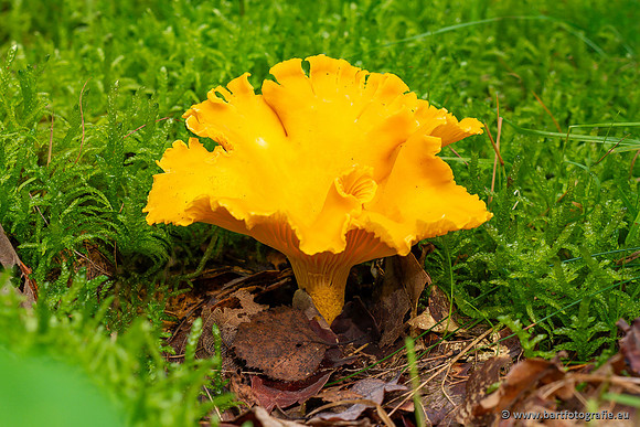 Paddenstoelen 2023-052