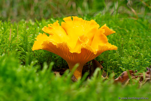 Paddenstoelen 2023-053