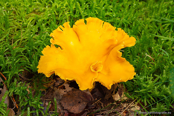Paddenstoelen 2023-054