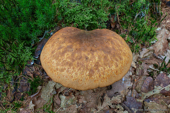 Paddenstoelen 2023-058