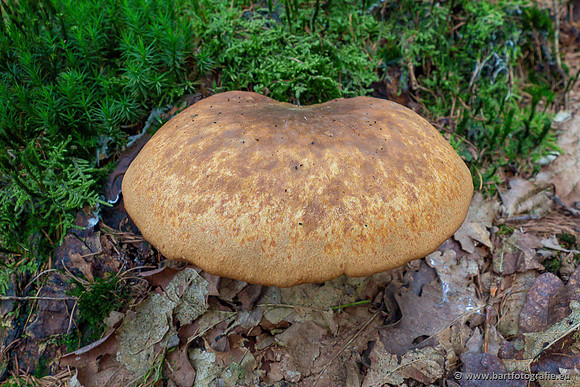 Paddenstoelen 2023-057