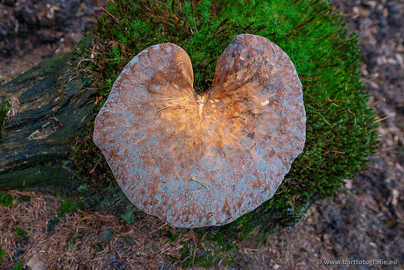 Paddenstoelen 2023-059