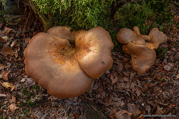 Paddenstoelen 2023-060