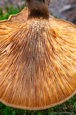 Paddenstoelen 2023-062