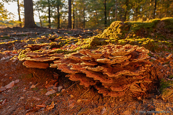 Paddenstoelen 2023-063