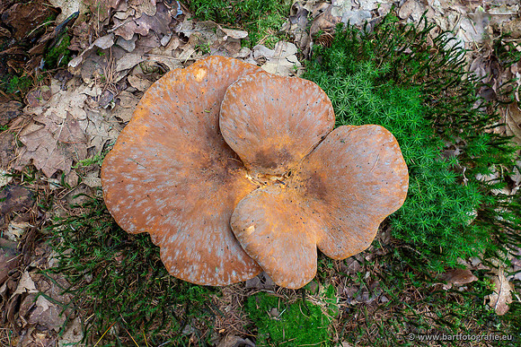 Paddenstoelen 2023-056