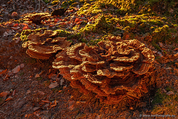 Paddenstoelen 2023-064