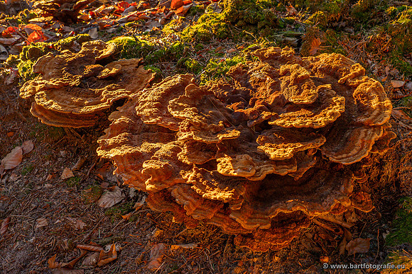 Paddenstoelen 2023-065