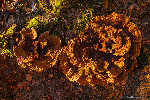Paddenstoelen 2023-066