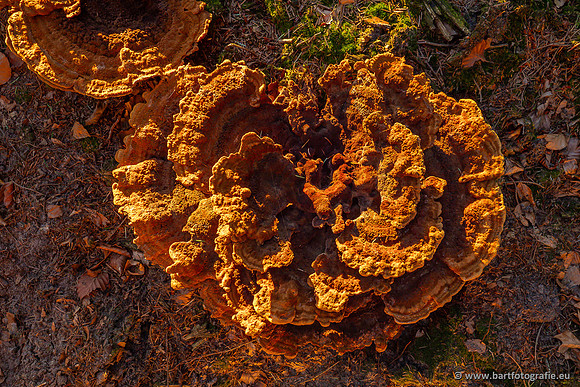 Paddenstoelen 2023-067