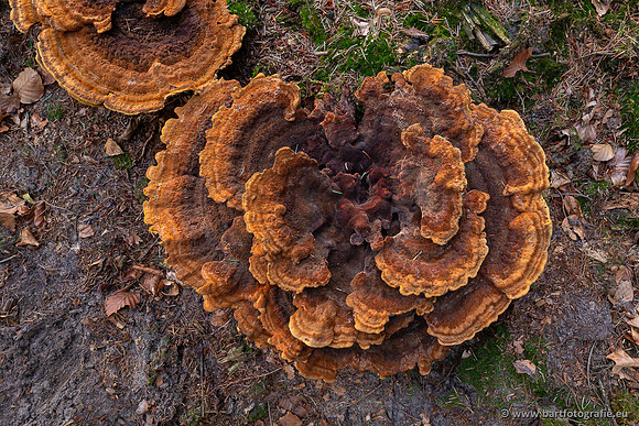 Paddenstoelen 2023-069