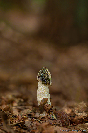 Paddenstoelen 2023-075