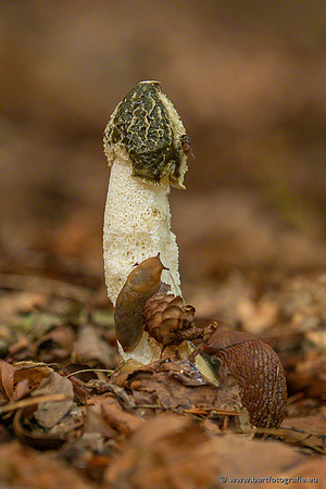 Paddenstoelen 2023-076