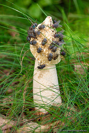 Paddenstoelen 2023-077