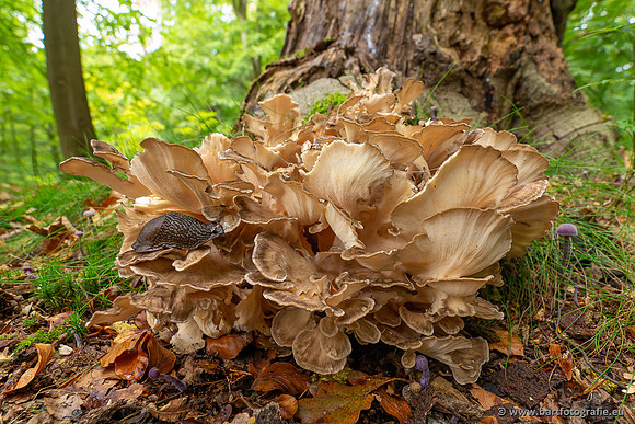 Paddenstoelen 2023-078