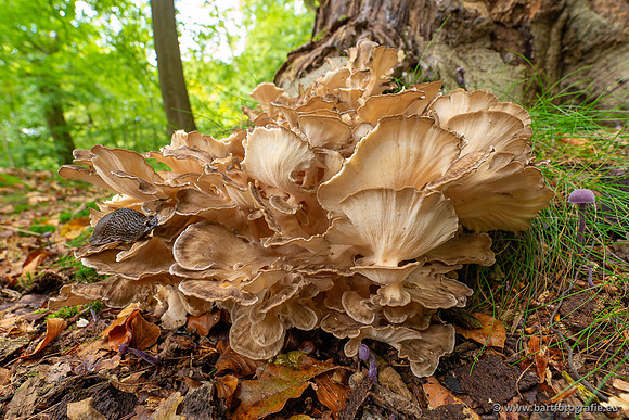 Paddenstoelen 2023-079