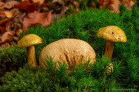 Paddenstoelen 2023