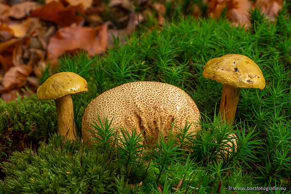 Paddenstoelen 2023-083