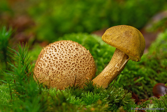 Paddenstoelen 2023-085