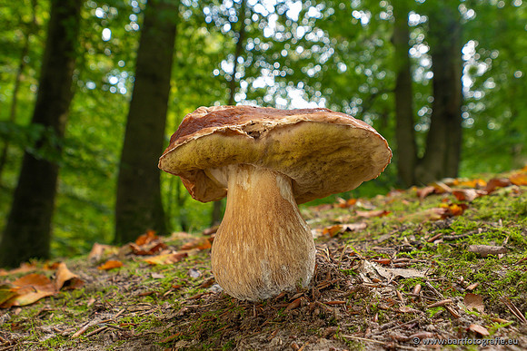 Paddenstoelen 2023-086