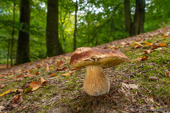Paddenstoelen 2023-087