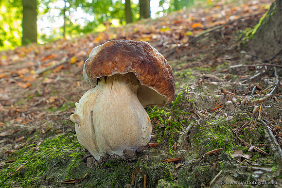 Paddenstoelen 2023-088