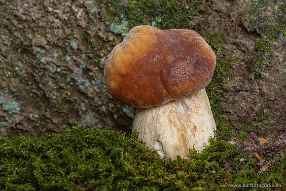 Paddenstoelen 2023-089
