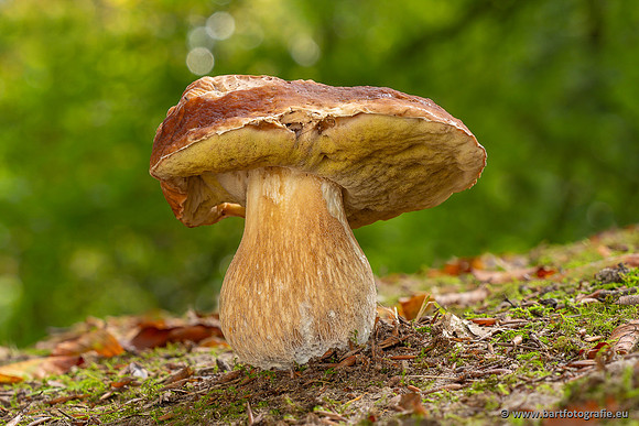 Paddenstoelen 2023-091