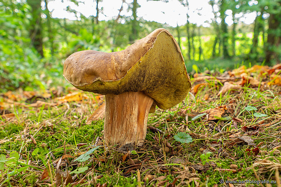 Paddenstoelen 2023-092