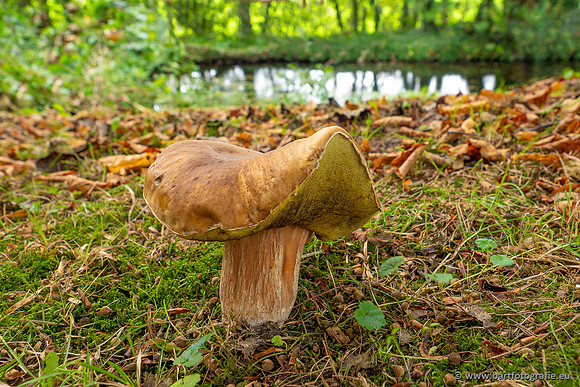 Paddenstoelen 2023-093