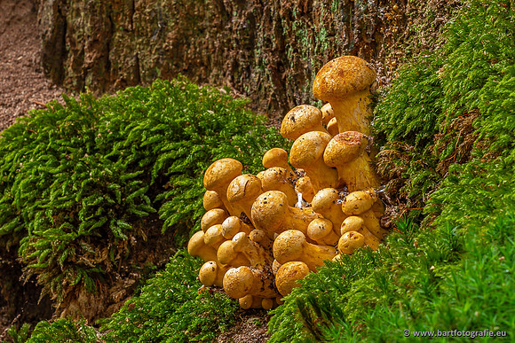 Paddenstoelen 2023-094