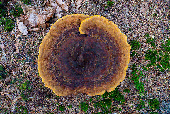 Paddenstoelen 2023-071