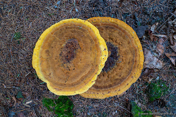 Paddenstoelen 2023-072