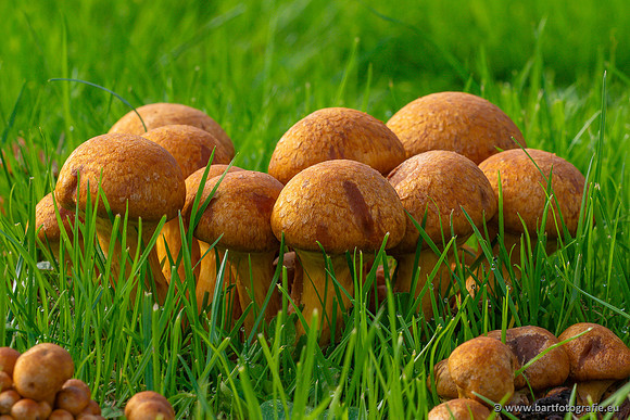 Paddenstoelen 2023-097