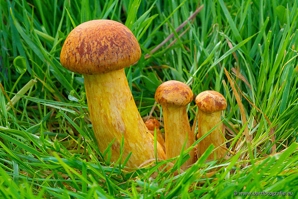 Paddenstoelen 2023-099
