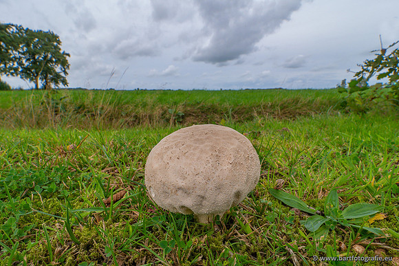 Paddenstoelen 2023-100