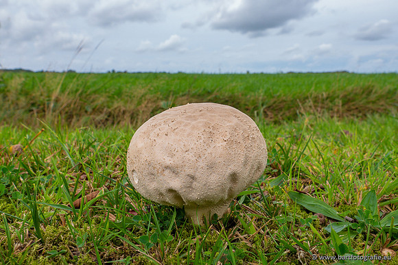 Paddenstoelen 2023-101