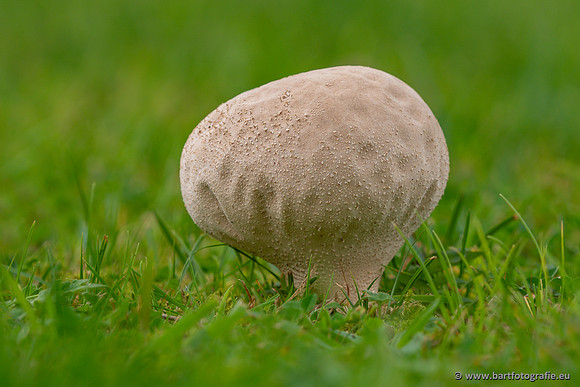 Paddenstoelen 2023-102