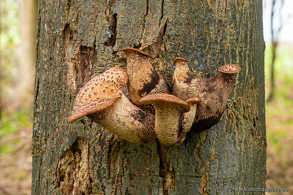 Paddenstoelen 2023-103