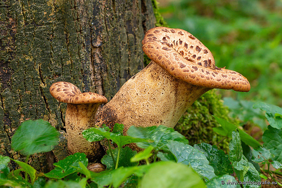 Paddenstoelen 2023-104