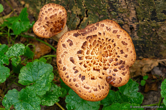 Paddenstoelen 2023-105