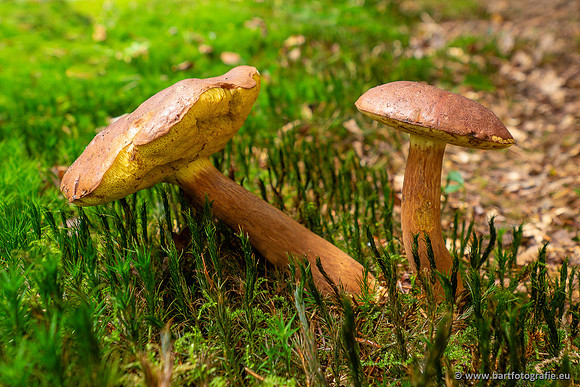 Paddenstoelen 2023-106