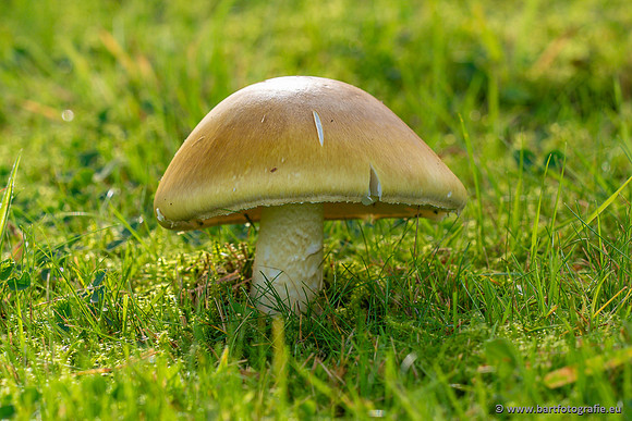 Paddenstoelen 2023-108