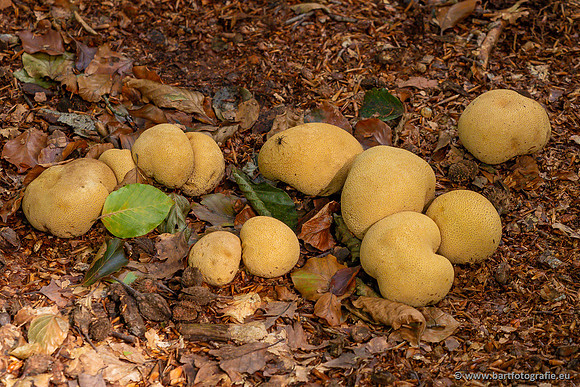 Paddenstoelen 2023-081