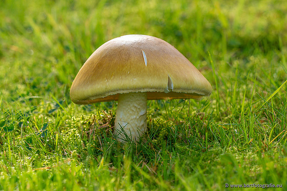 Paddenstoelen 2023-109