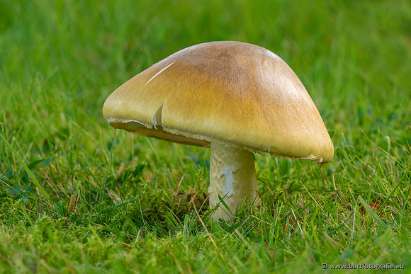 Paddenstoelen 2023-110